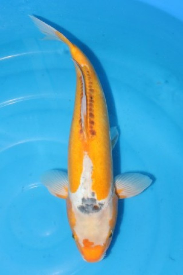 kat-Ki Shusui